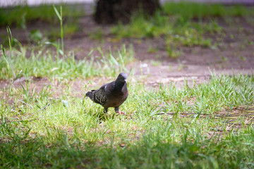 Pigeon in grass