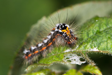 Yellow-tail moth (Euproctis similis) caterpillar. Larva of moth in the family Erebidae (formerly Lymantriidae) covered with irritating hairs
