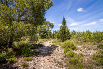 paysage méditerranéen en pleine garrigue