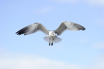 Fototapeta premium Seagull