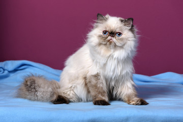 Fototapeta premium Cute persian seal tortie colorpoint cat is sitting on a blue bedspread in front of a purple wall background