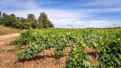 Fototapeta na wymiar vignoble du sud de la France