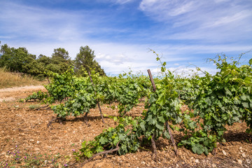 Fototapeta na wymiar vignes du sud de la France