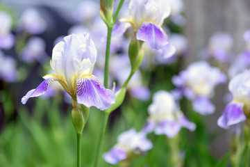 Purple iris flowers close up
