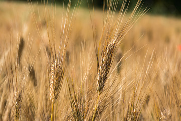 Obraz premium Golden ears of wheat on a field