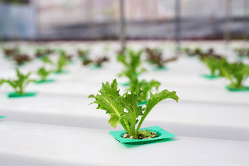 Hydroponics method