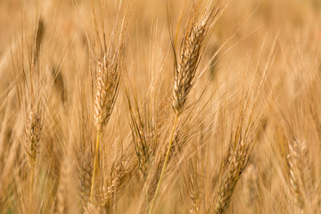 Fototapeta premium Golden ears of wheat on a field