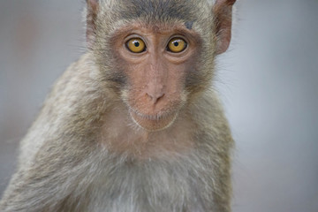 サルのポートレート