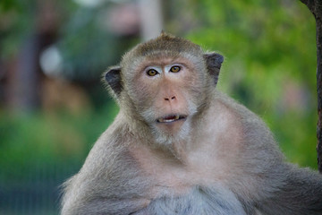 サルのポートレート