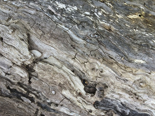 IMG_7918 Wood Pattern