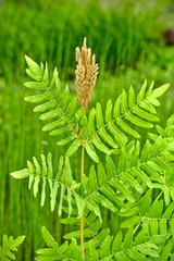 Osmunda regalis - Royal Fern © fedsax