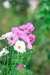 Fototapeta premium Cosmos flower 