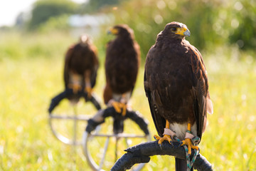 Falcon close up on the field during training