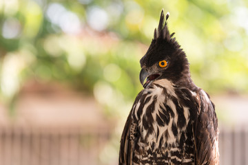 Falcon