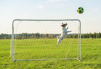 Funny football (soccer) goalie keeper saving a goal