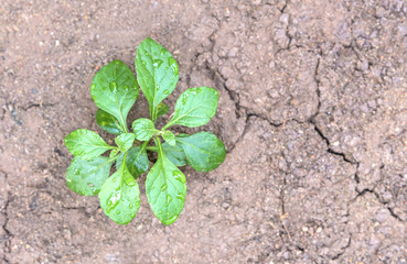 Close up of a young plant sprouting from the ground