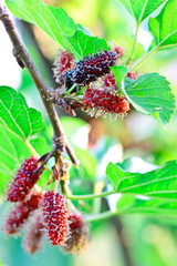 Mulberry on tree in the organic farm