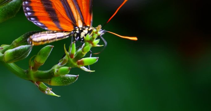 4K Orange Butterfly on Plant, Flutter Wings, Wildlife Nature