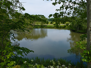 Fototapeta na wymiar Sunny day on a calm pond lake in summer