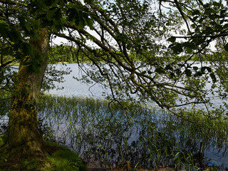 Naklejka premium Sunny day on a calm pond lake in summer