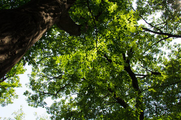 Fototapeta premium Sunshine filtering through foliage