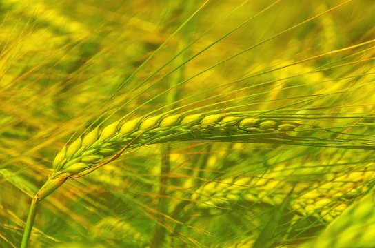 Organic young wheat at cultivated wheat field Toned image Close-up shoot