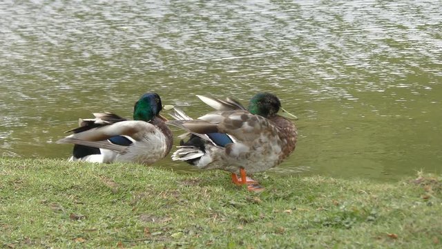 mallard ducks