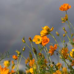 Yellow and orange cosmos flowers after a rain storm, grey clouds and a faint diagonal rainbow in the background