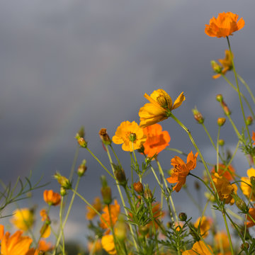 Fototapeta Yellow and orange cosmos flowers after a rain storm, grey clouds and a faint diagonal rainbow in the background