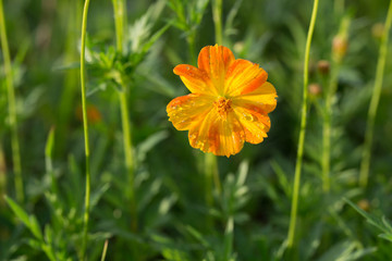 One orange and yellow cosmos flower close up facing front, with tiny raindrops in green garden foliage