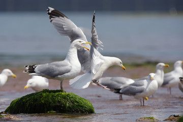 Obraz premium Herring Gull