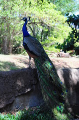 Palawan Peacock Pheasant