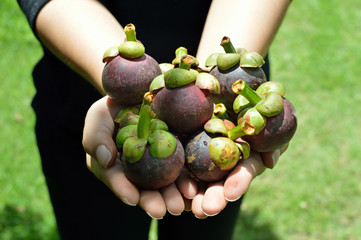 Delicious mangosteen fruit arranged on hands with green backgrou