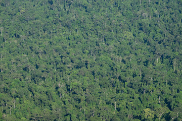 Naklejka premium Deep green forest. Jungle tree texture background.
