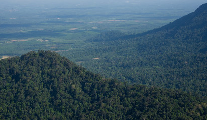 Mountain green tree forest.