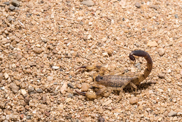 Tropical Scorpion in Thailand