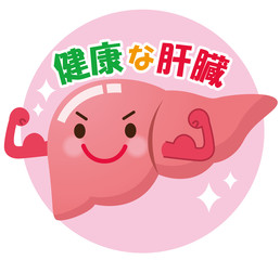 健康な肝臓　臓器