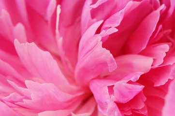 Closeup of pink peony