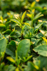 Green tea bud and fresh leaves. Tea plantations.