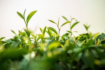 Green tea bud and fresh leaves. Tea plantations.