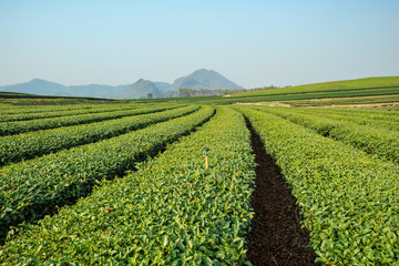 Fototapeta na wymiar Green tea farm with blue sky background