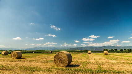 hay bale in the fields of italy