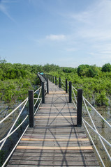 Fototapeta na wymiar Mangroves.