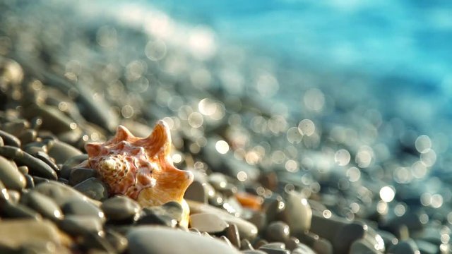 Seashell on the pebble beach and waves