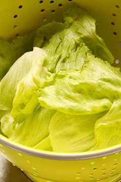 Lettuce colander / Iceberg lettuce in a colander