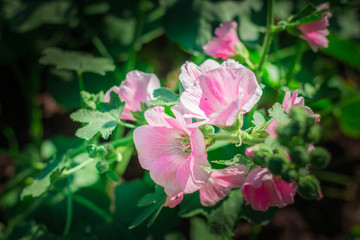 Obraz premium flowers in garden