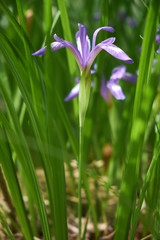 Purple iris sibirica flower in green grass