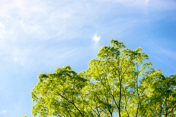 青空と木々と光