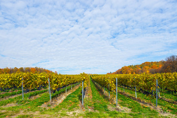 red grapes in a vineyard