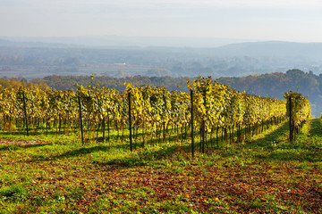 red grapes in a vineyard